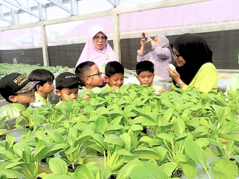 Fieldtrip Murid Kelas Tiga, Mengenal Tumbuhan Ciptaan Allah yang Bermanfaat di Kebun Hidroponik