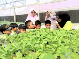 Fieldtrip Murid Kelas Tiga, Mengenal Tumbuhan Ciptaan Allah yang Bermanfaat di Kebun Hidroponik